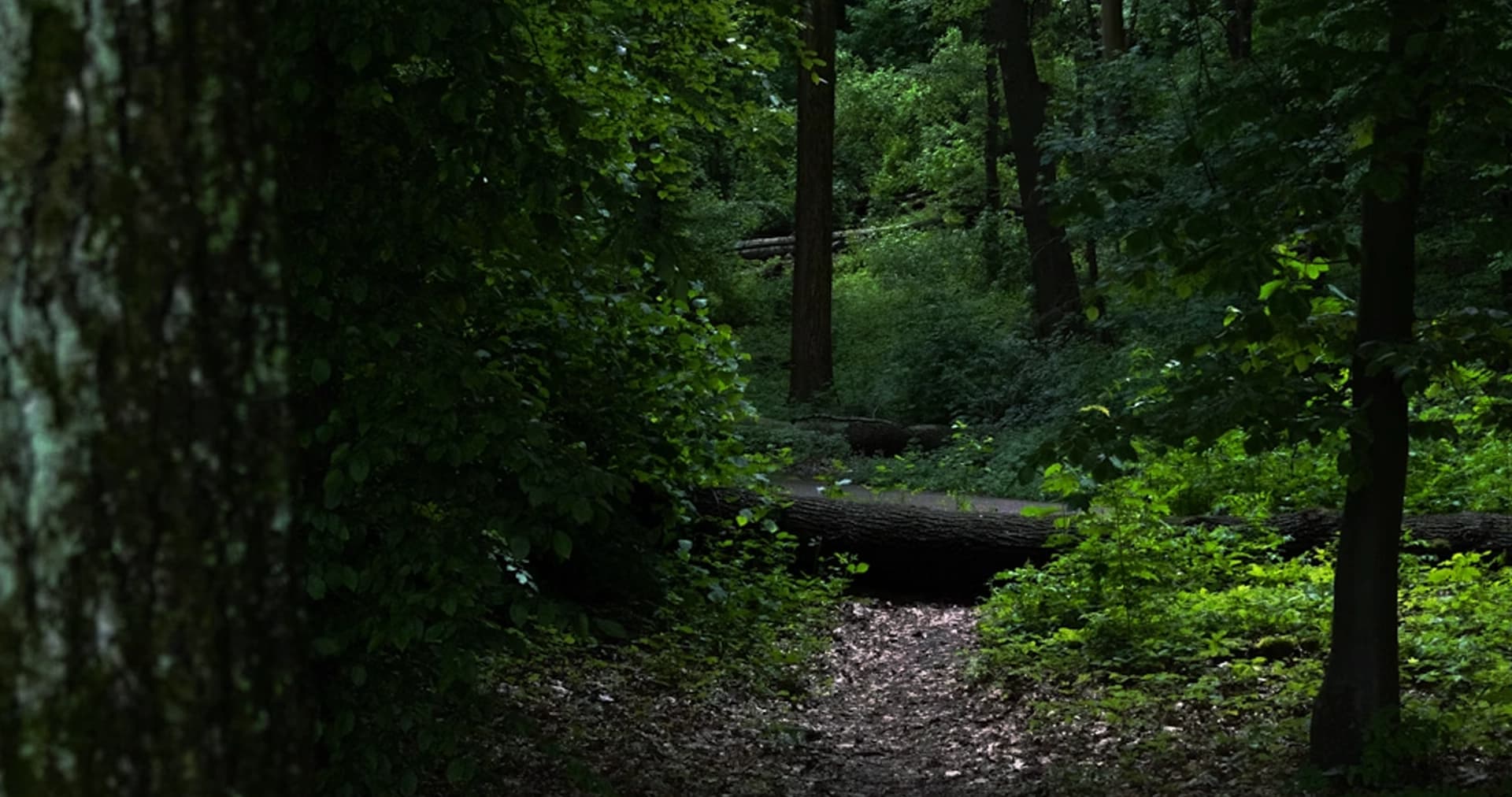Nature Trail