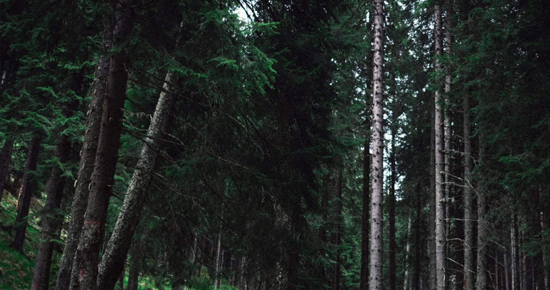 Wilderness